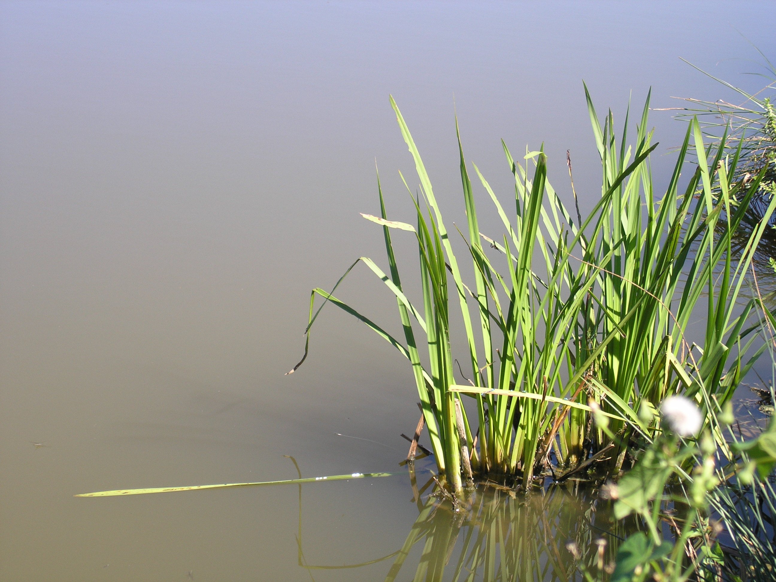 Fonds d'cran Nature Herbes 