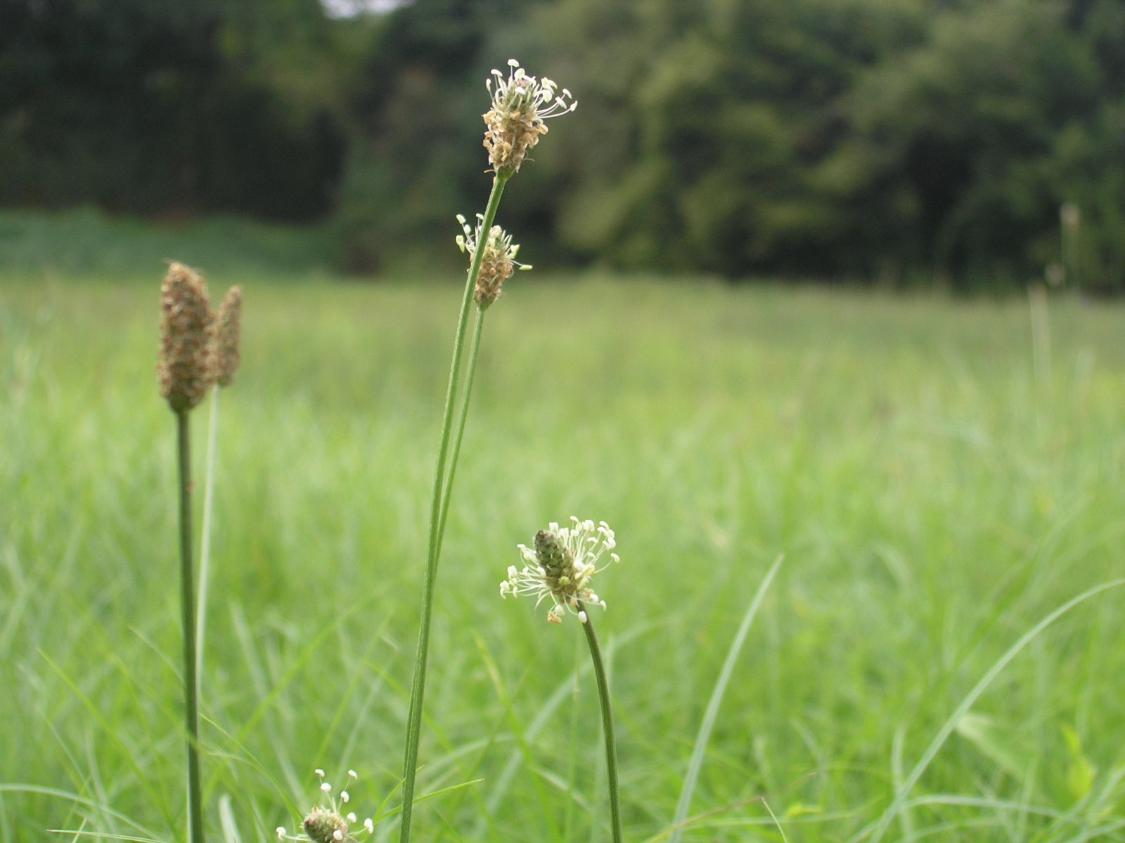 Fonds d'cran Nature Herbes 