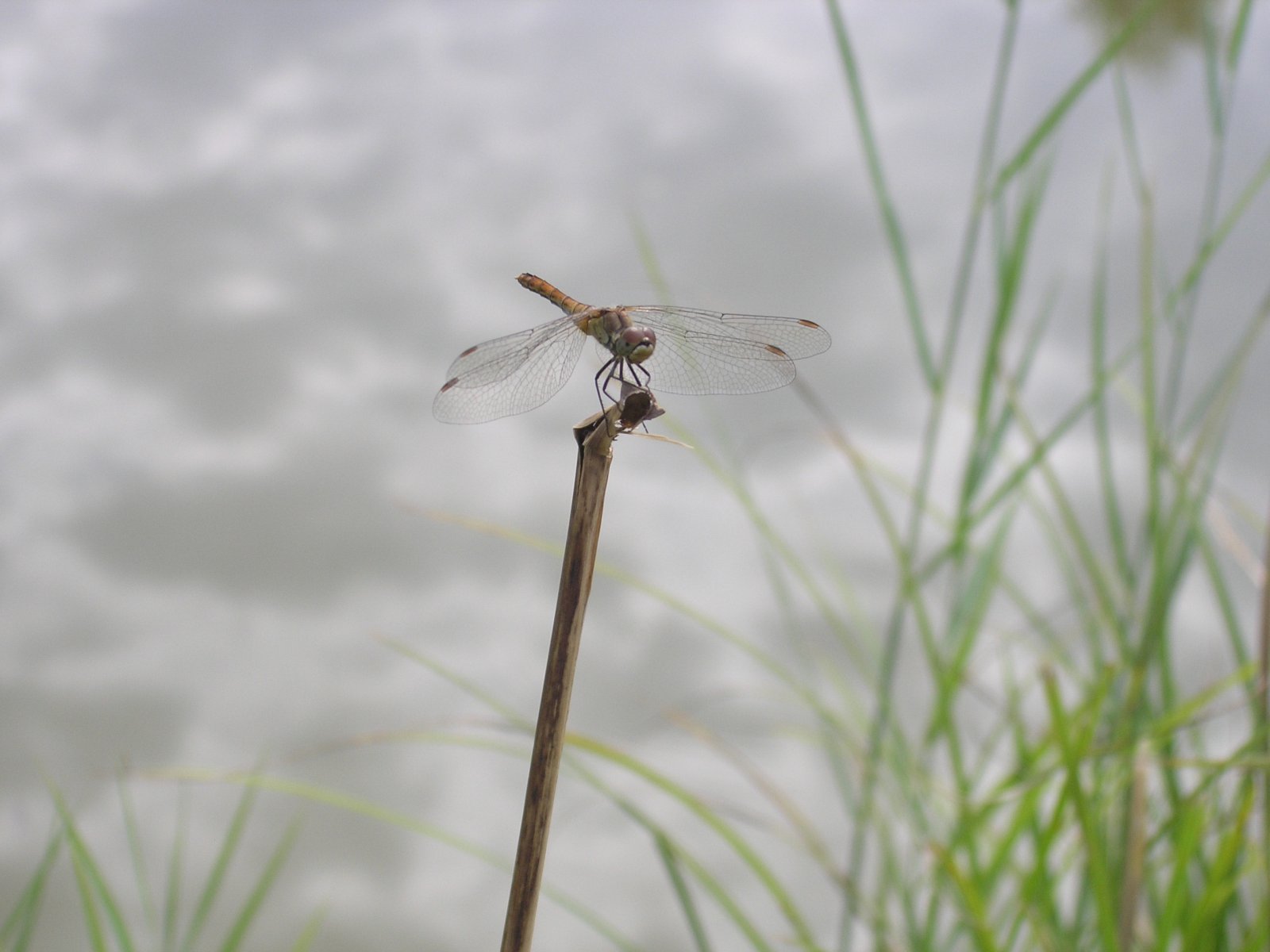 Wallpapers Animals Insects - Dragonflies 