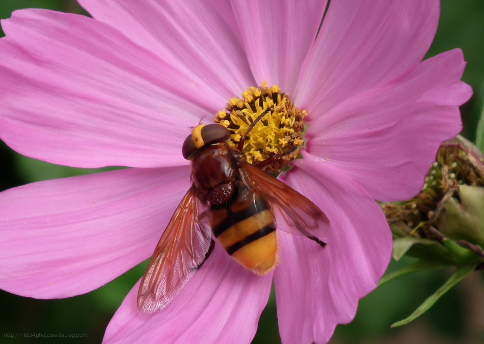 Fonds d'cran Animaux Insectes - Syrphes Volucelle zonée