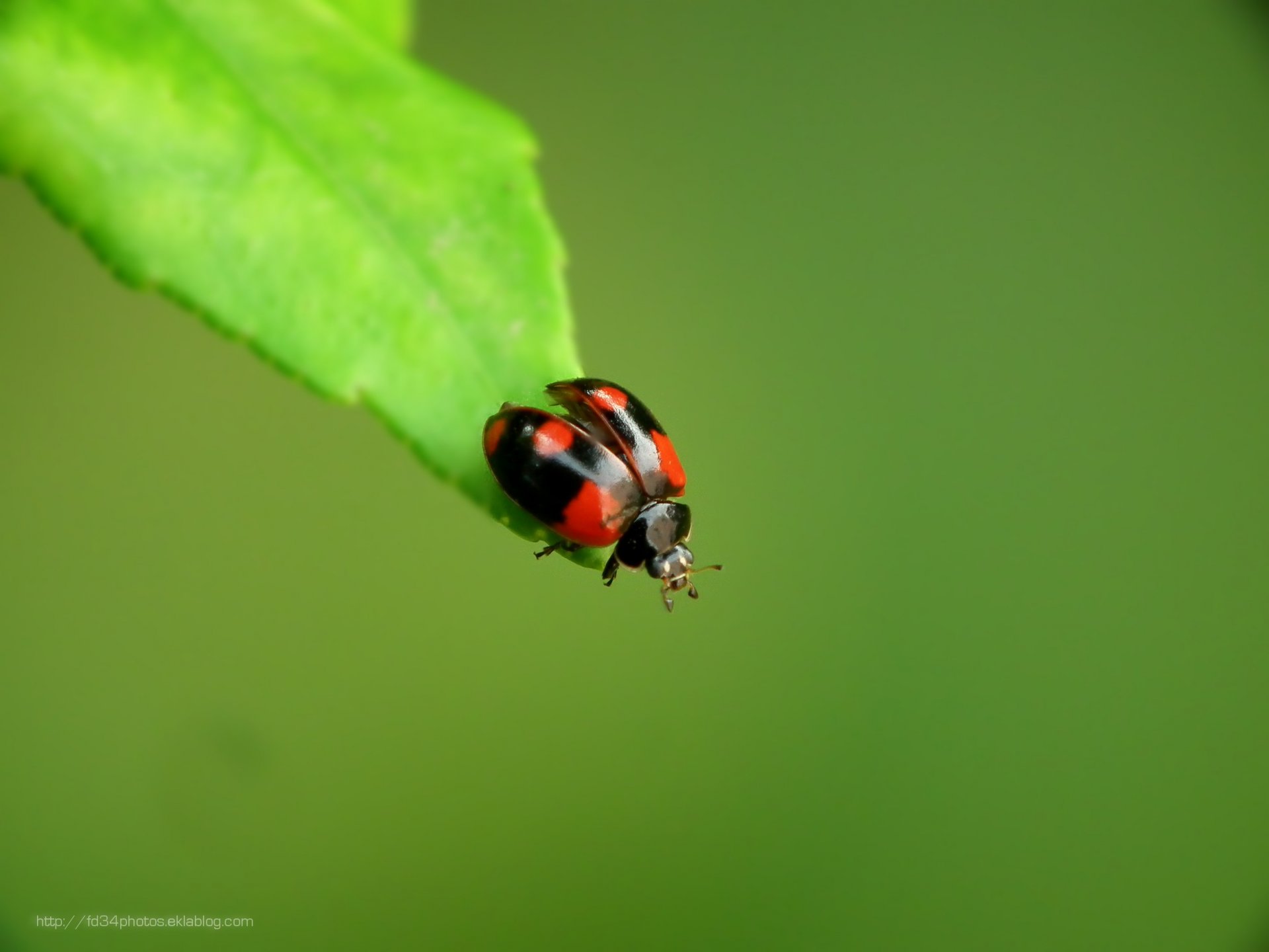 Fonds d'cran Animaux Insectes - Coccinelles 