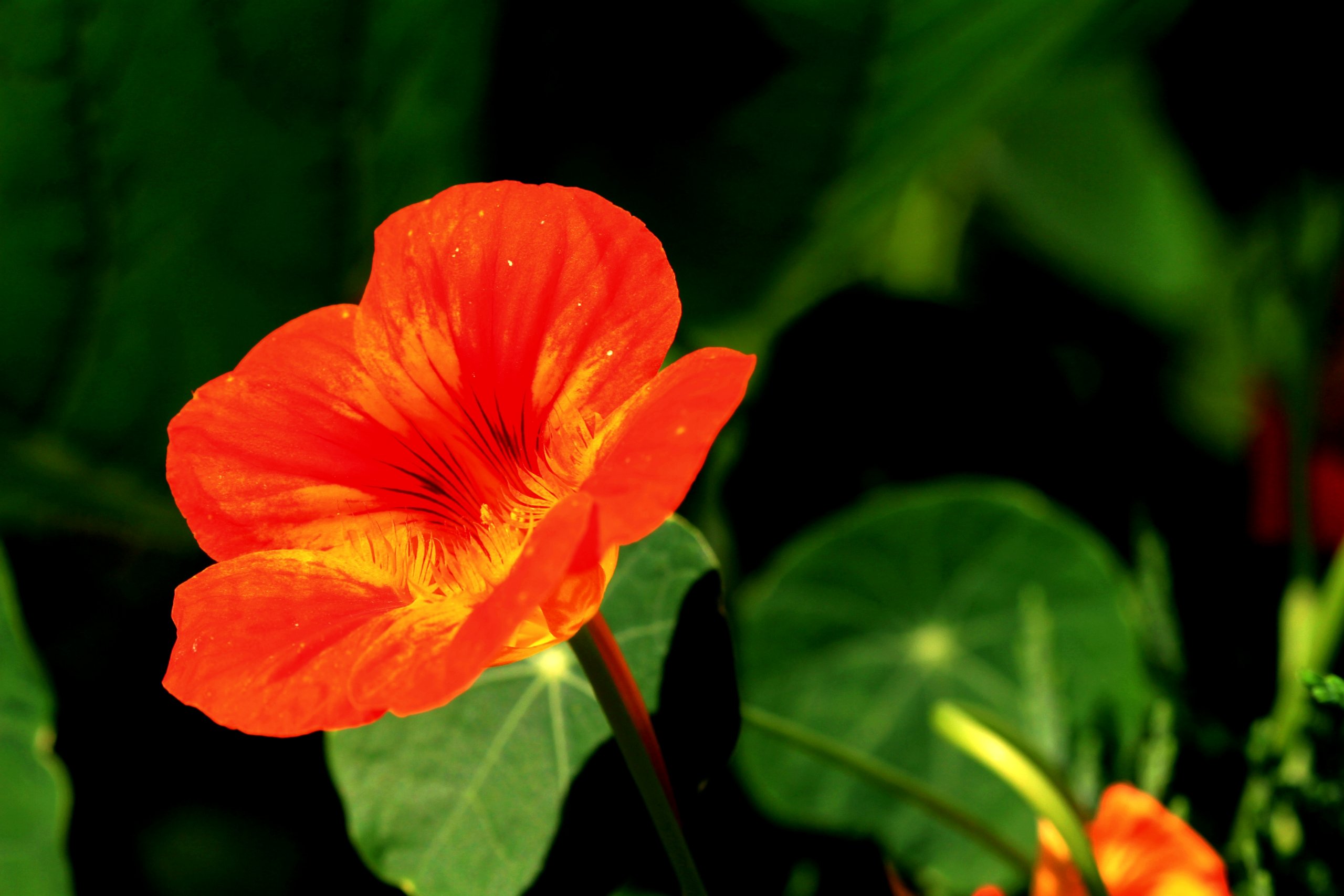 Fonds d'cran Nature Fleurs 