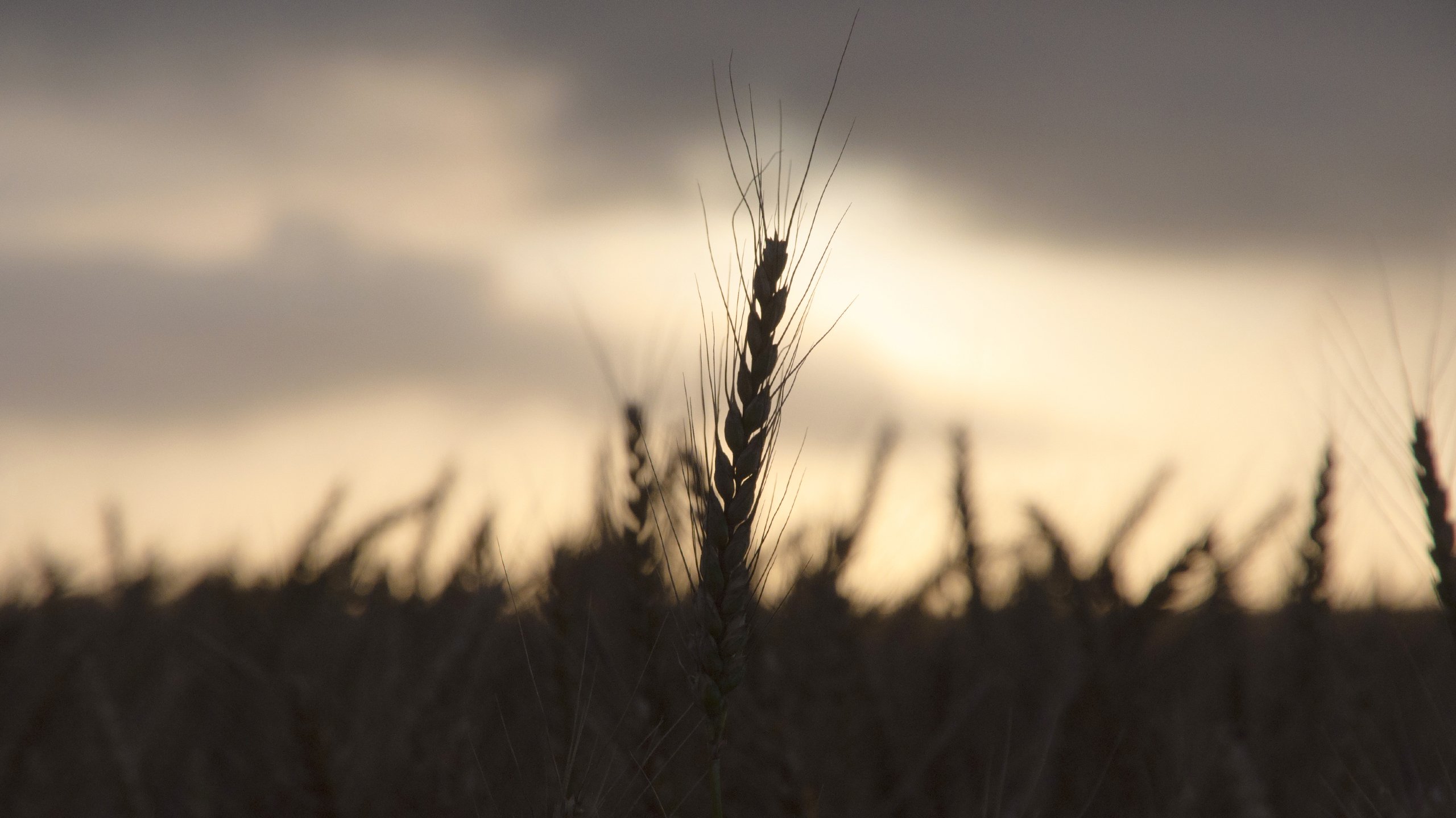 Fonds d'cran Nature Campagne Soir d't