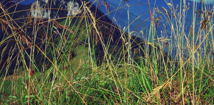 Fonds d'cran Nature Herbes La tournette