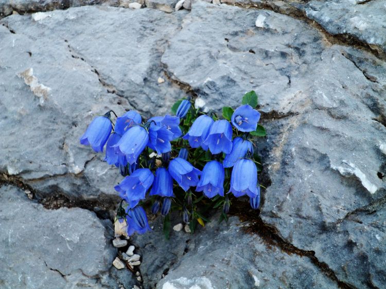 Fonds d'cran Nature Fleurs La tournette