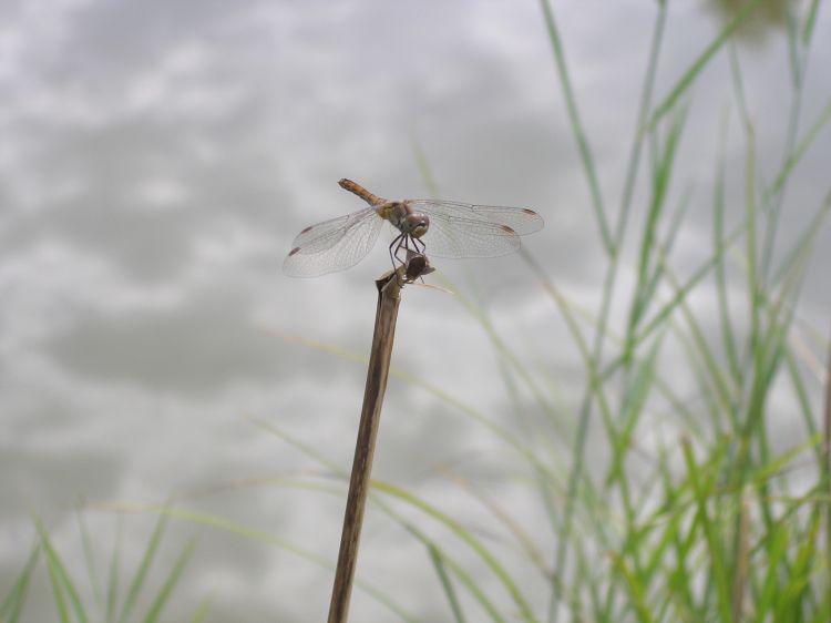 Fonds d'cran Animaux Insectes - Libellules Wallpaper N312925