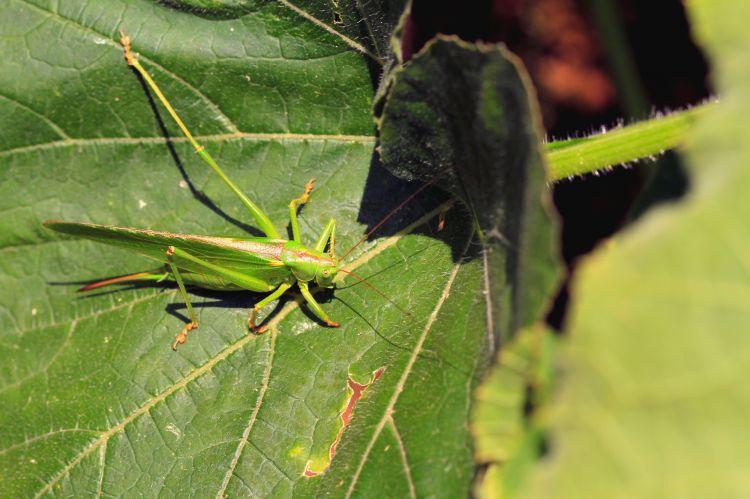 Wallpapers Animals Insects - Grasshoppers and Locusts Wallpaper N312932