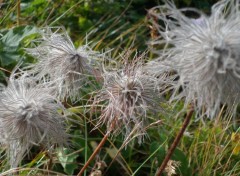  Nature La tournette