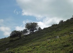  Nature des arbres en équilibre