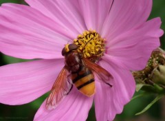  Animaux Volucelle zonée