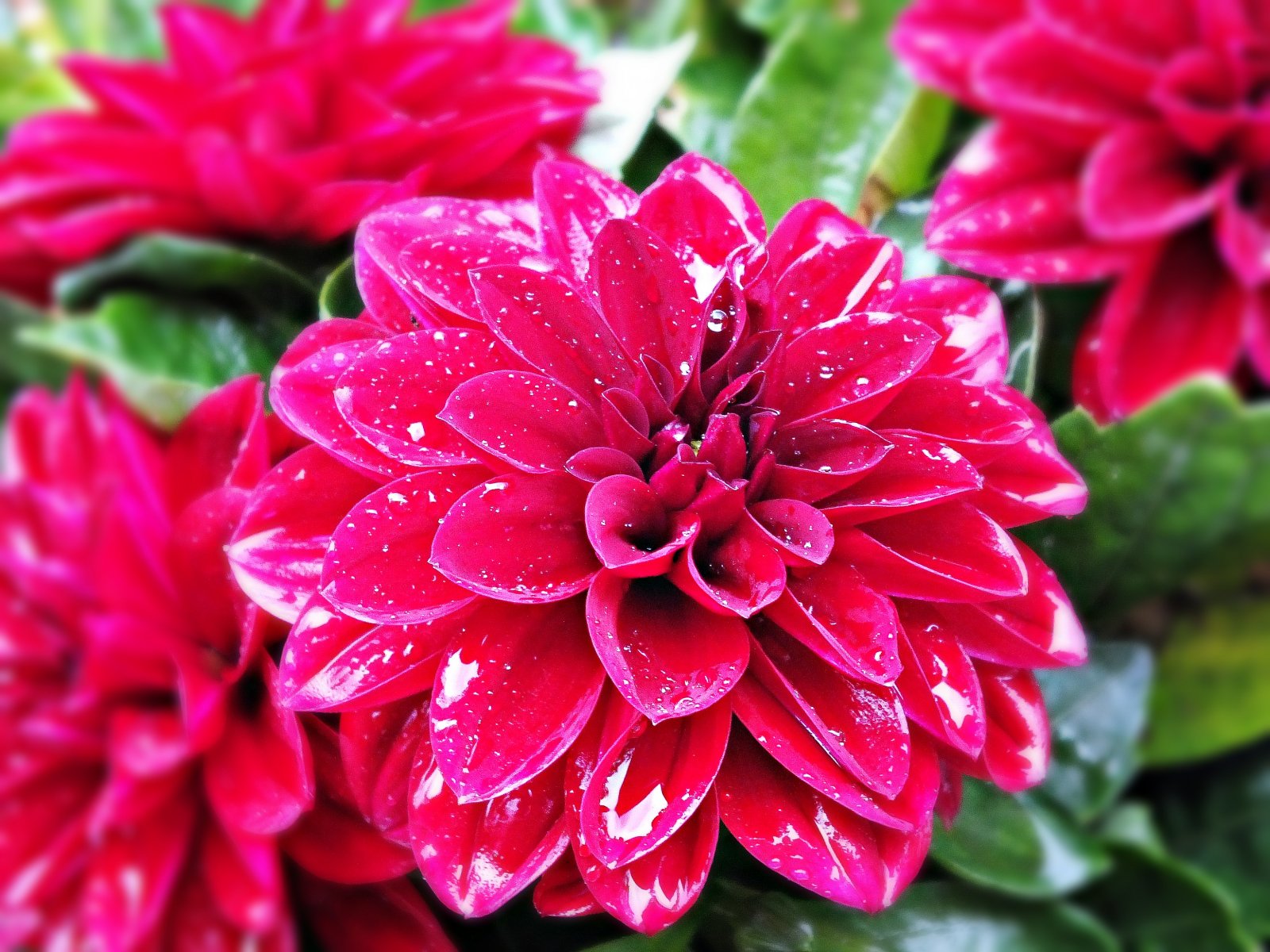 Fonds d'cran Nature Fleurs une fleur de mon balcon