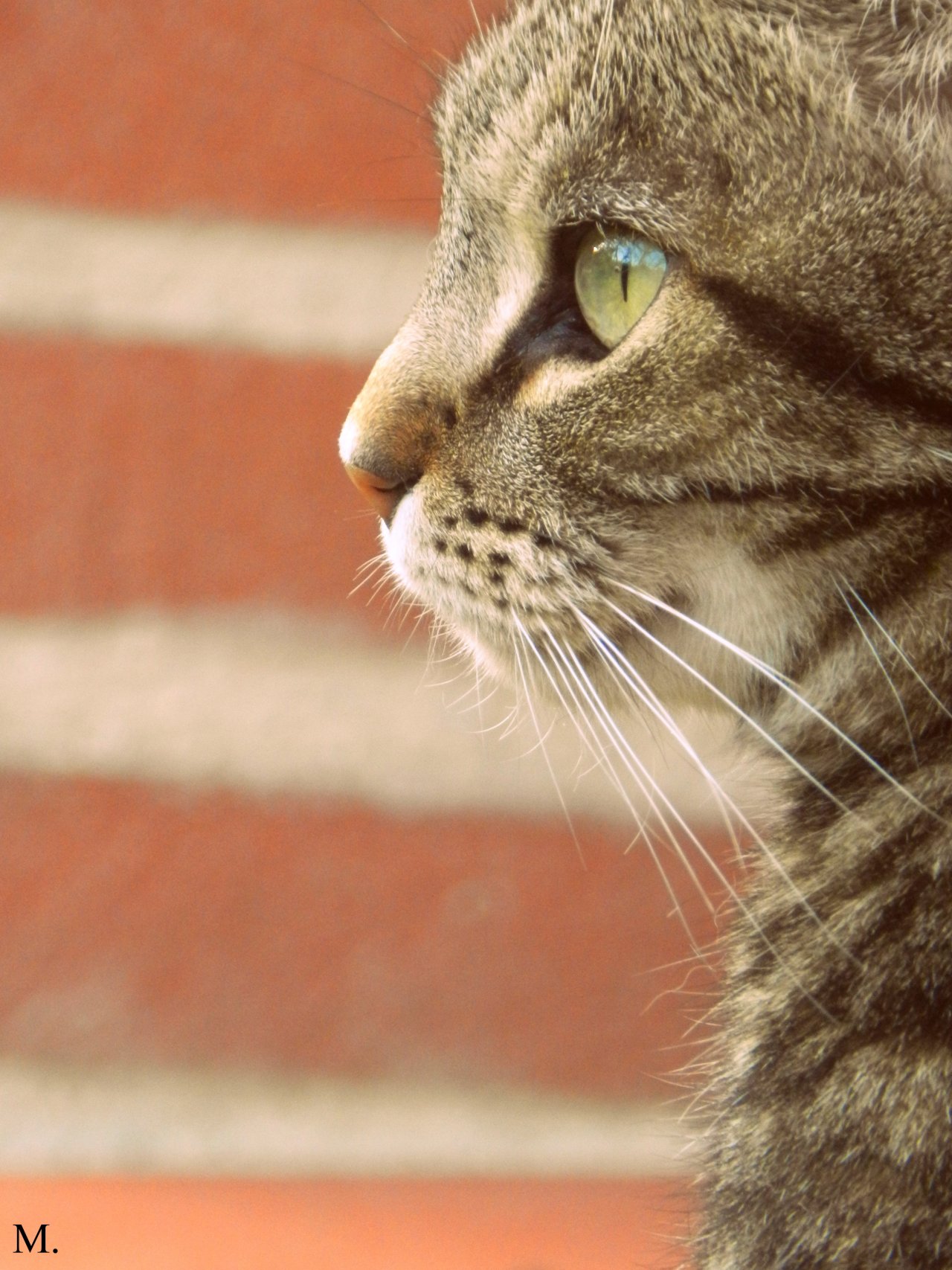 Fonds d'cran Animaux Chats - Chatons Lola.