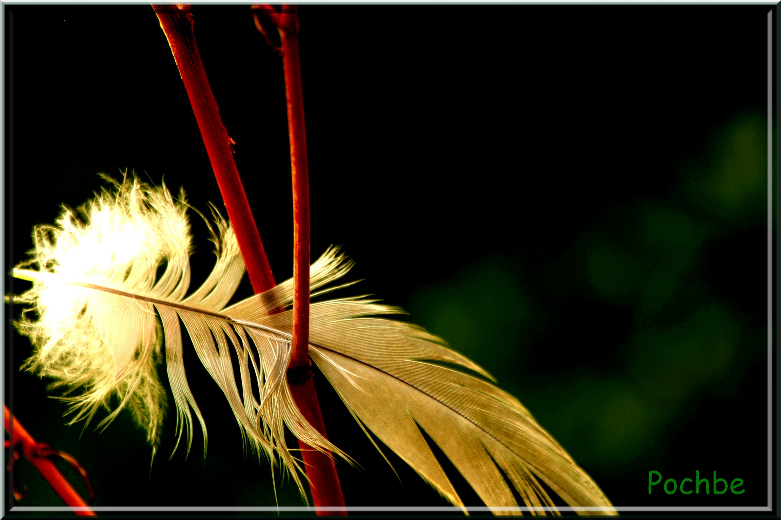 Fonds d'cran Nature Divers - Compositions 