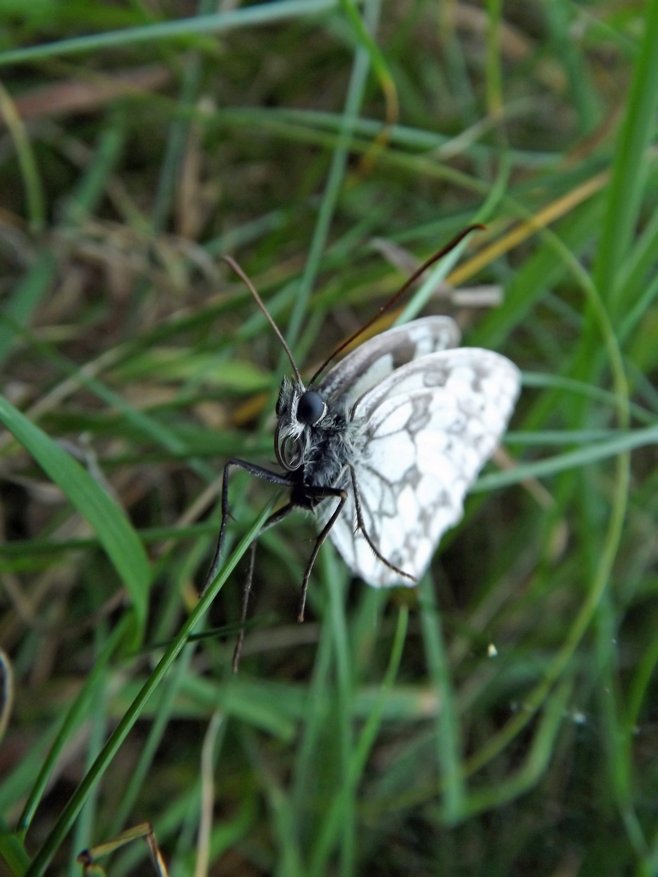 Fonds d'cran Animaux Insectes - Papillons 