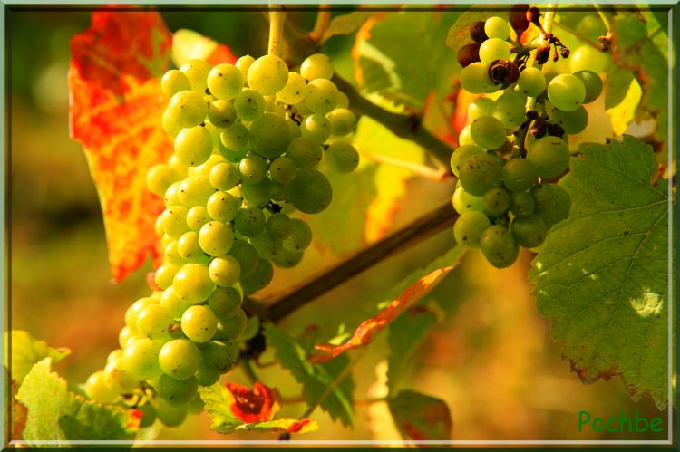 Fonds d'cran Nature Vignes - Vignobles Wallpaper N313105