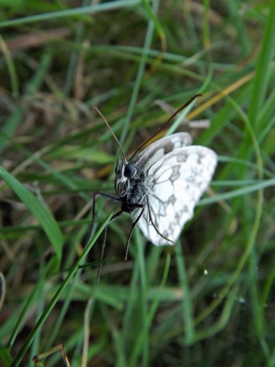 Fonds d'cran Animaux Insectes - Papillons Wallpaper N313112