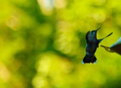  Animaux Oiseau mouche