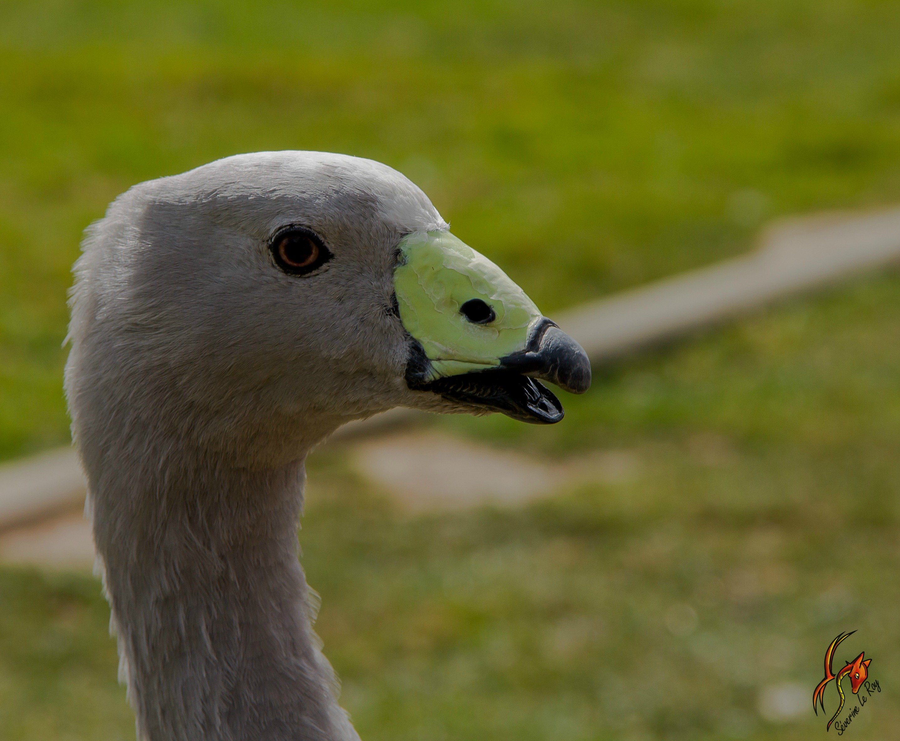 Fonds d'cran Animaux Oiseaux - Oies oie d'australie