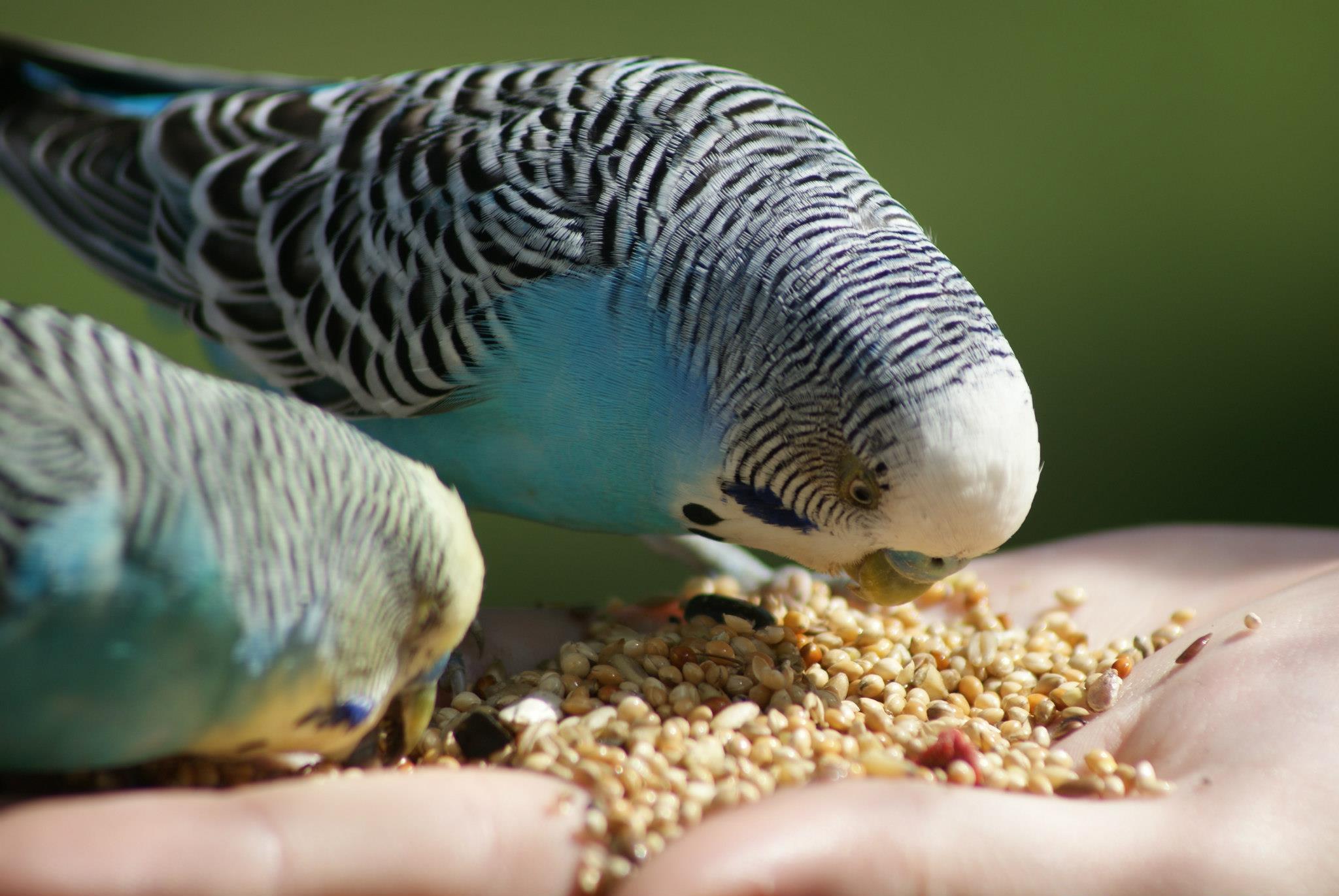 Wallpapers Animals Birds - Budgies 