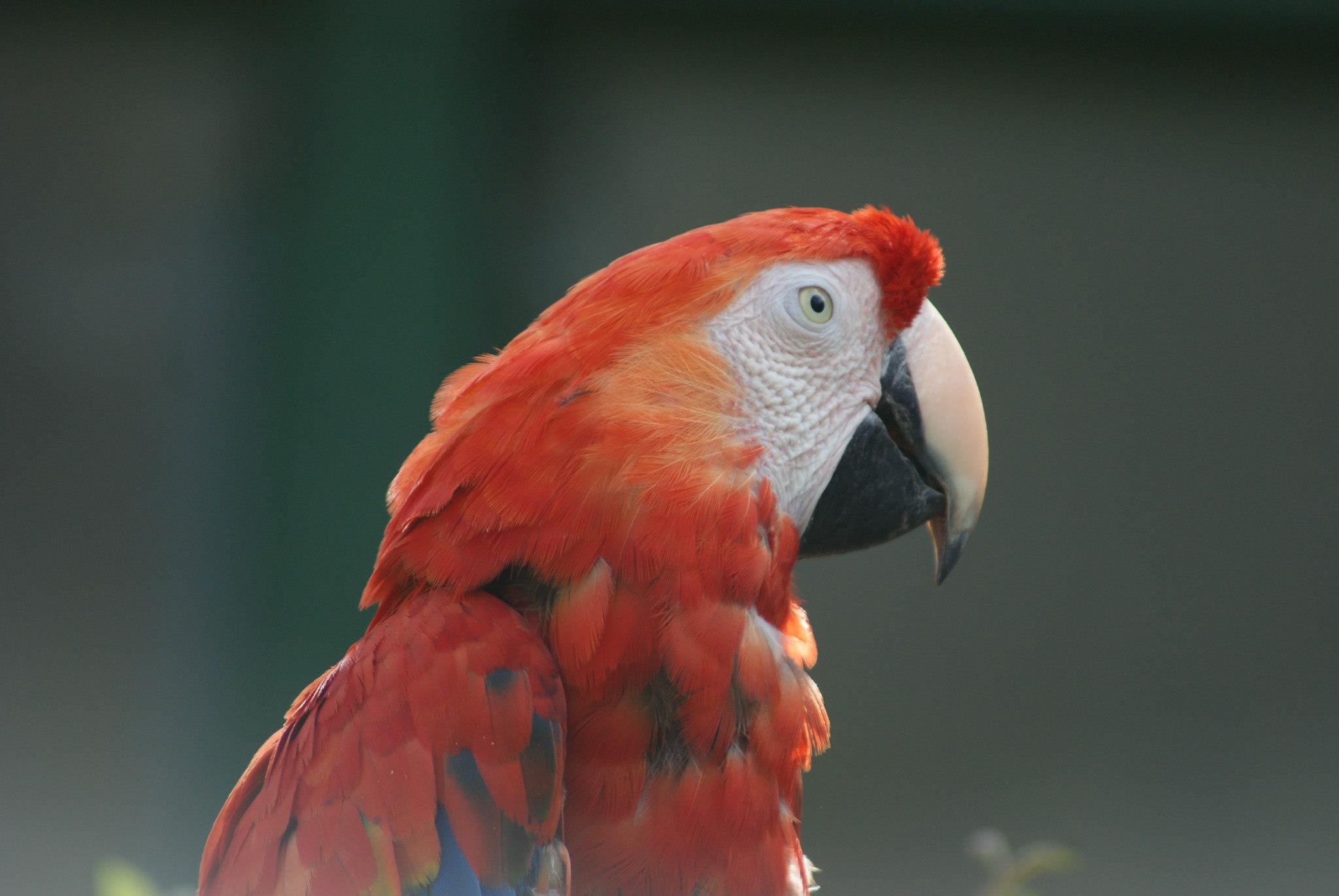 Wallpapers Animals Birds - Parrots 