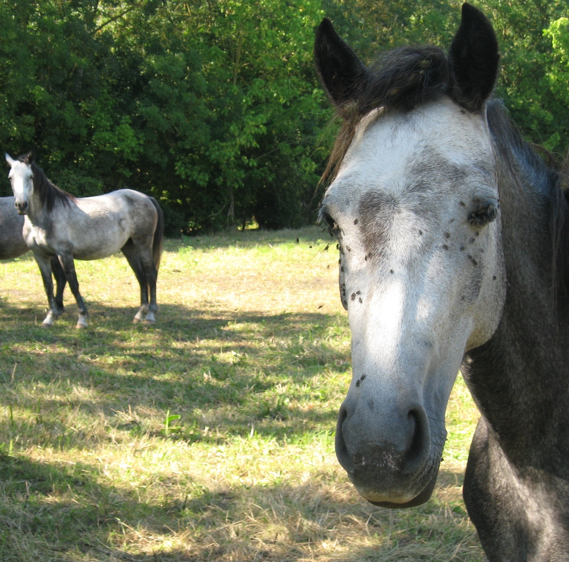 Wallpapers Animals Horses 