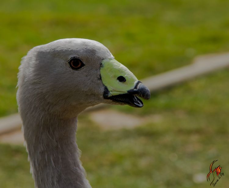 Fonds d'cran Animaux Oiseaux - Oies oie d'australie