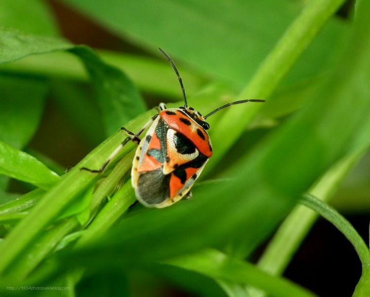 Fonds d'cran Animaux Insectes - Punaises Punaise orne du chou