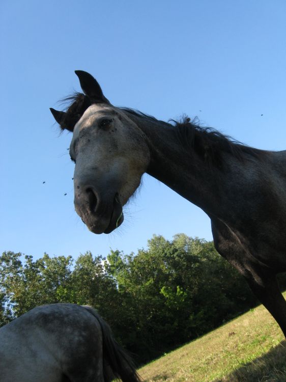 Fonds d'cran Animaux Chevaux Wallpaper N313168