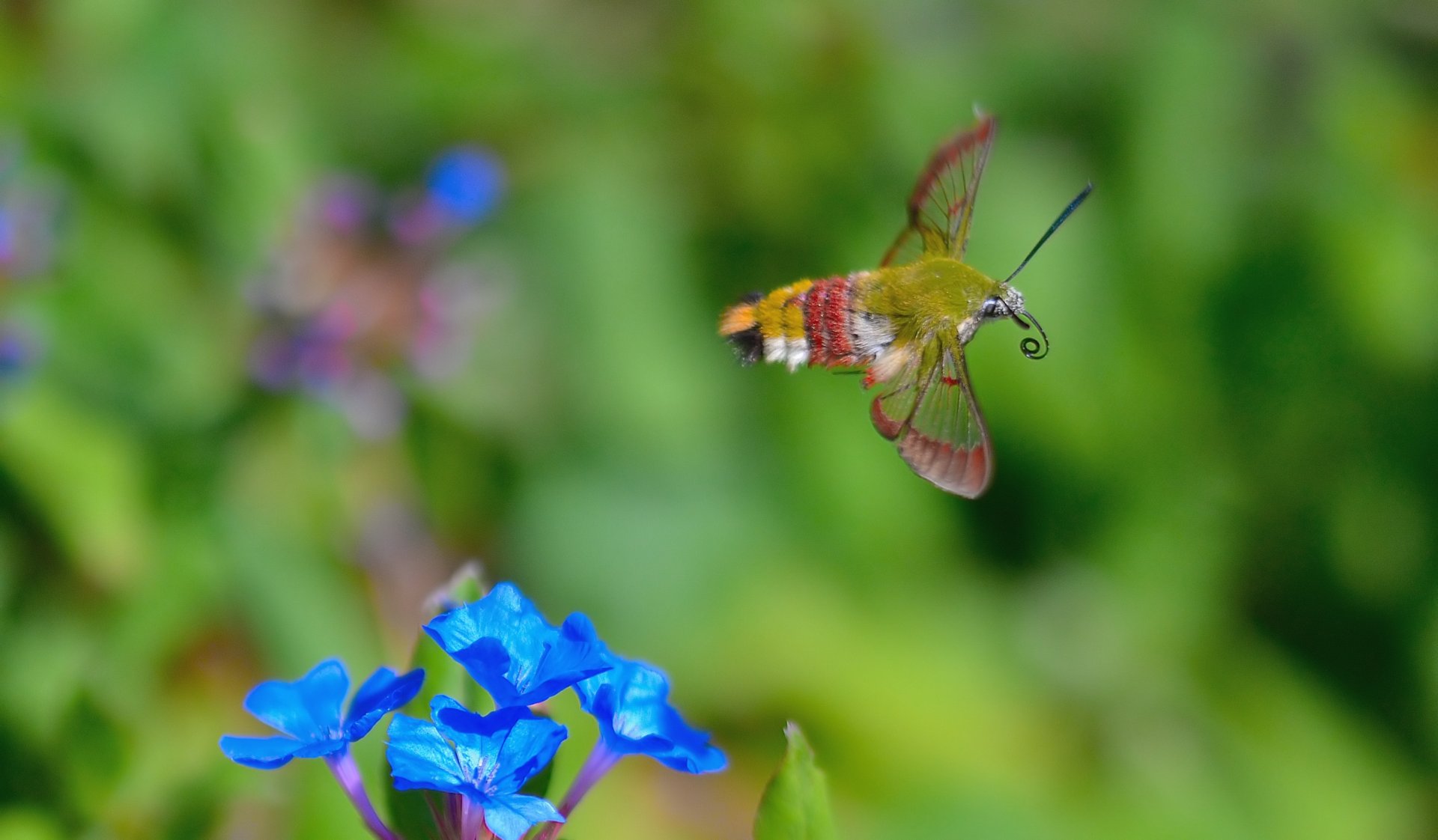 Wallpapers Animals Insects - Butterflies Le vol du sphinx gazé 2