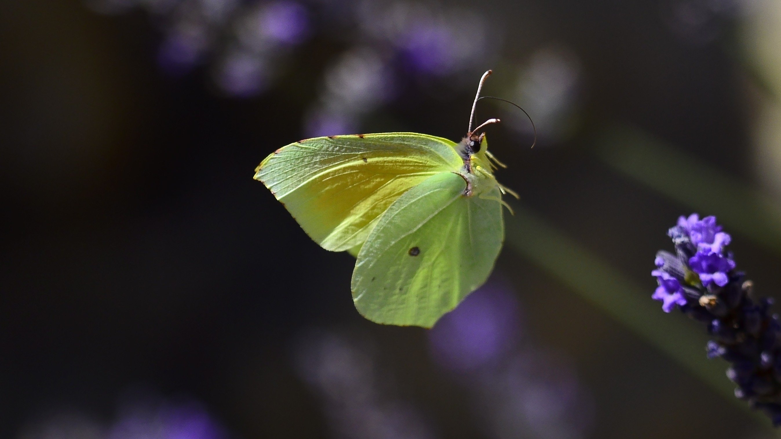 Fonds d'cran Animaux Insectes - Papillons lavande et citron