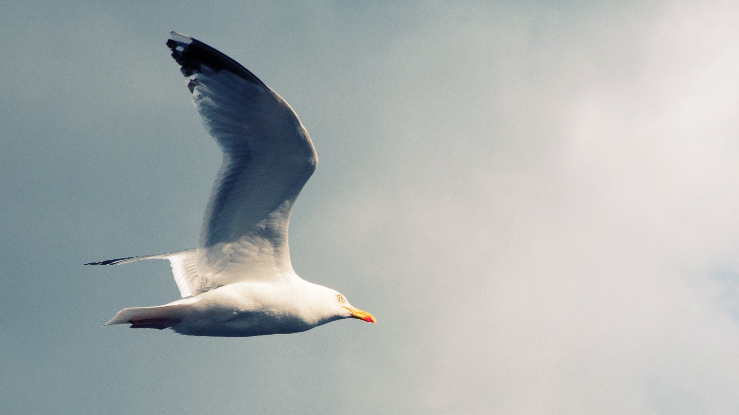 Wallpapers Animals Birds - Gulls Amoa Amoa