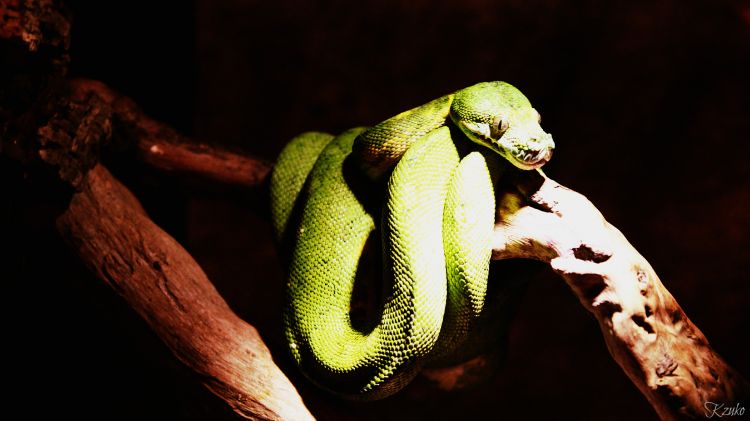 Wallpapers Animals Snakes Wallpaper N313166