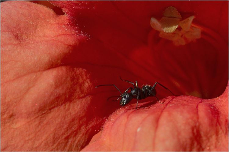 Fonds d'cran Animaux Insectes - Fourmis Bain de soleil sur ma bignone