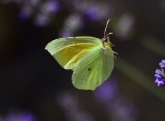  Animaux lavande et citron