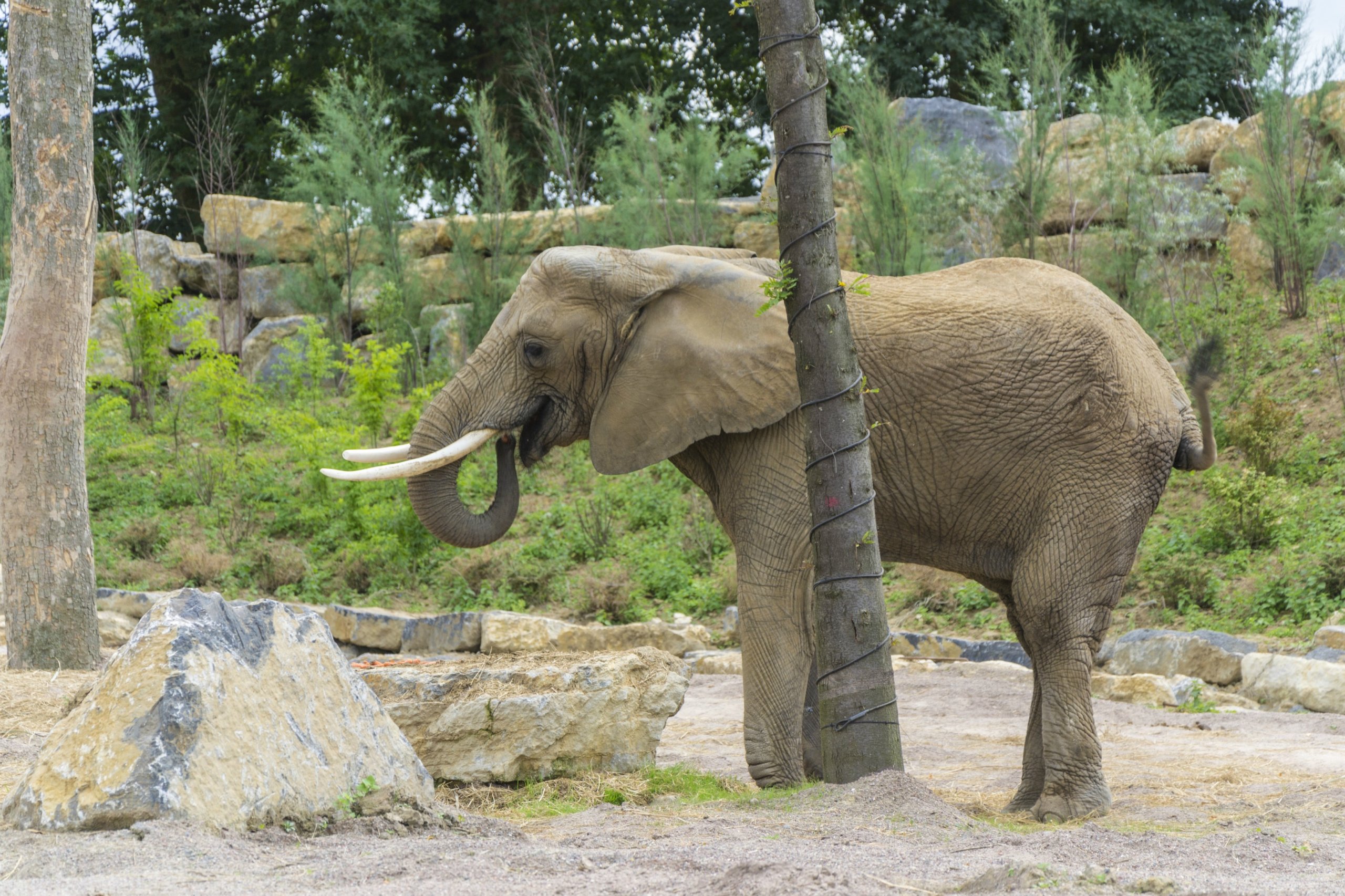 Fonds d'cran Animaux Elphants 