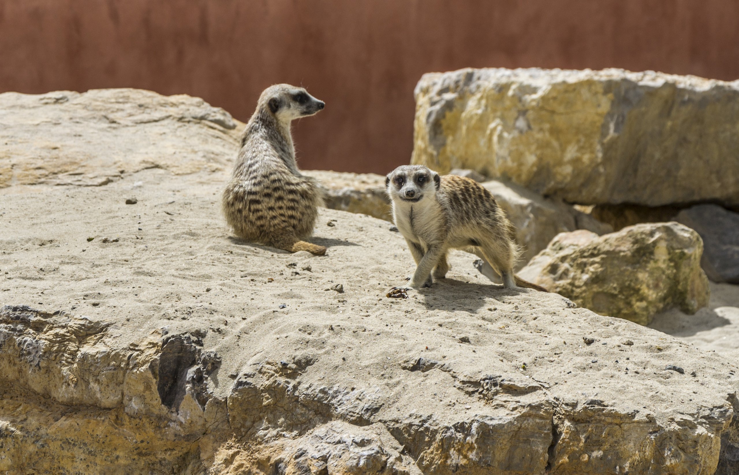 Fonds d'cran Animaux Lmuriens 