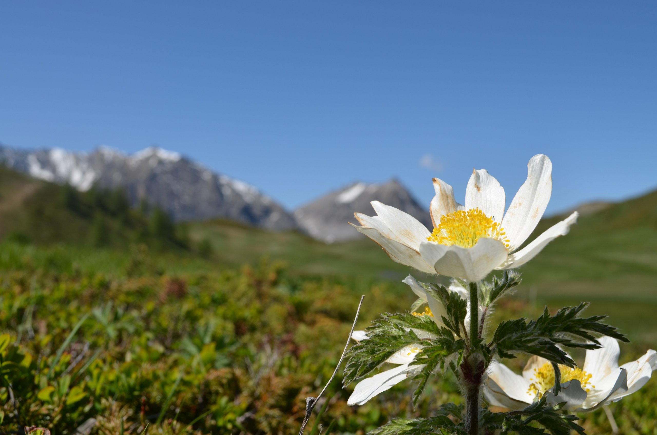 Fonds d'cran Nature Fleurs Pulsatil des alpes