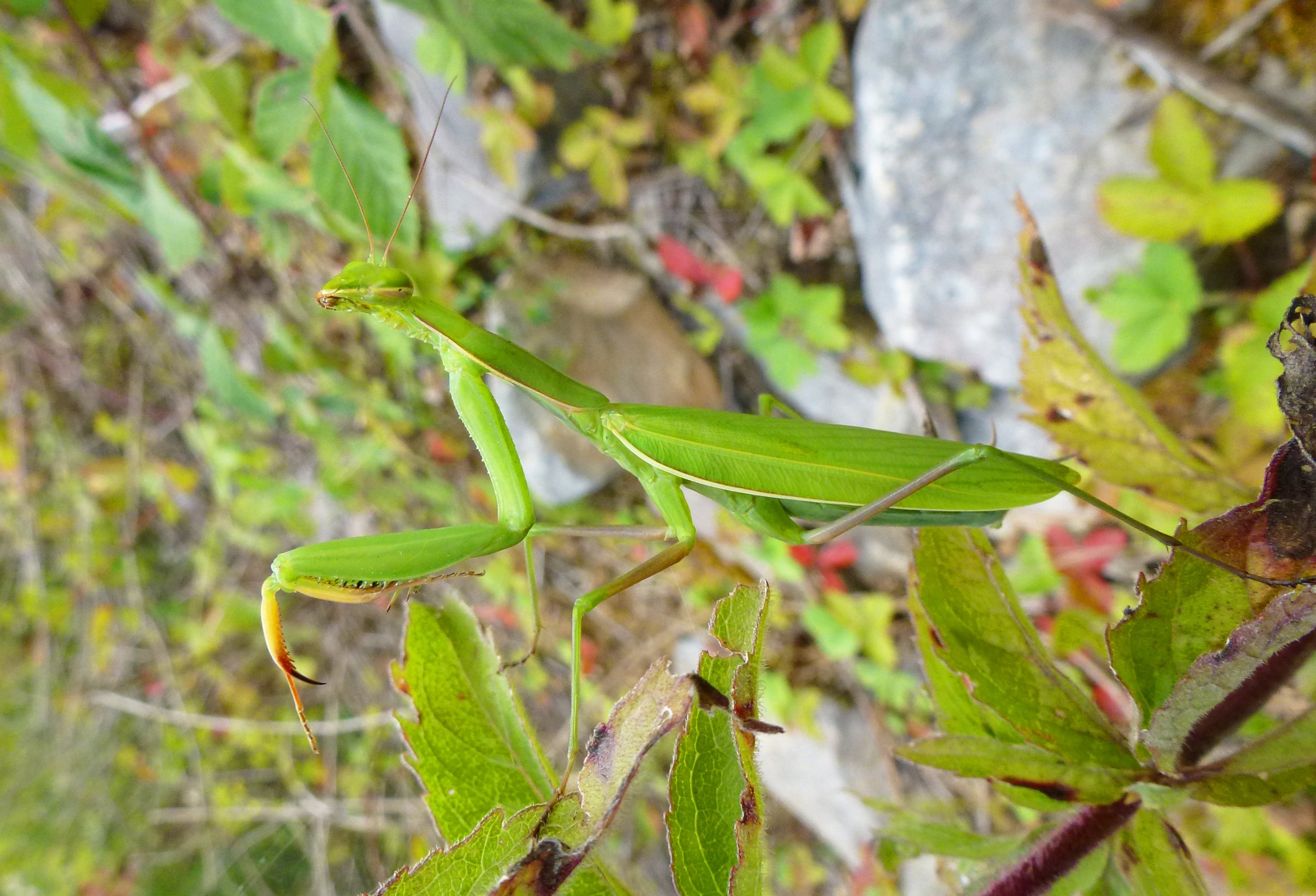 Fonds d'cran Animaux Insectes - Mantes religieuses Mantis 