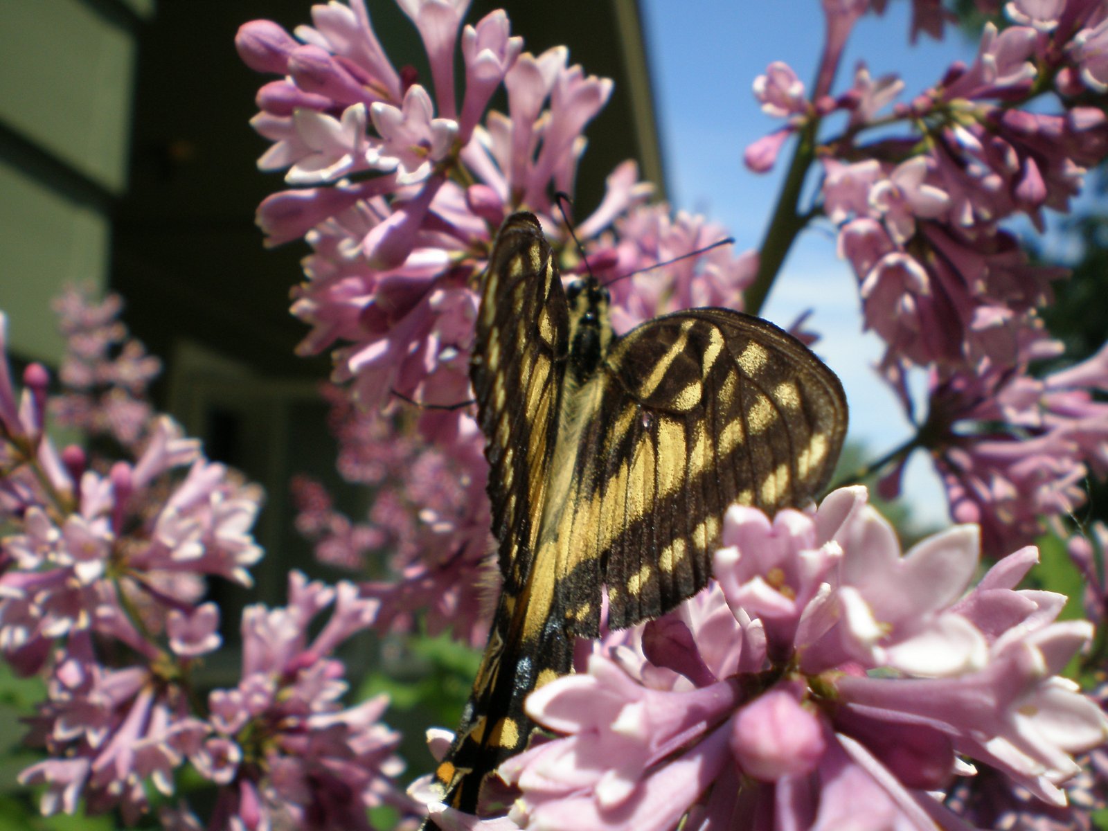 Fonds d'cran Animaux Insectes - Papillons mes images