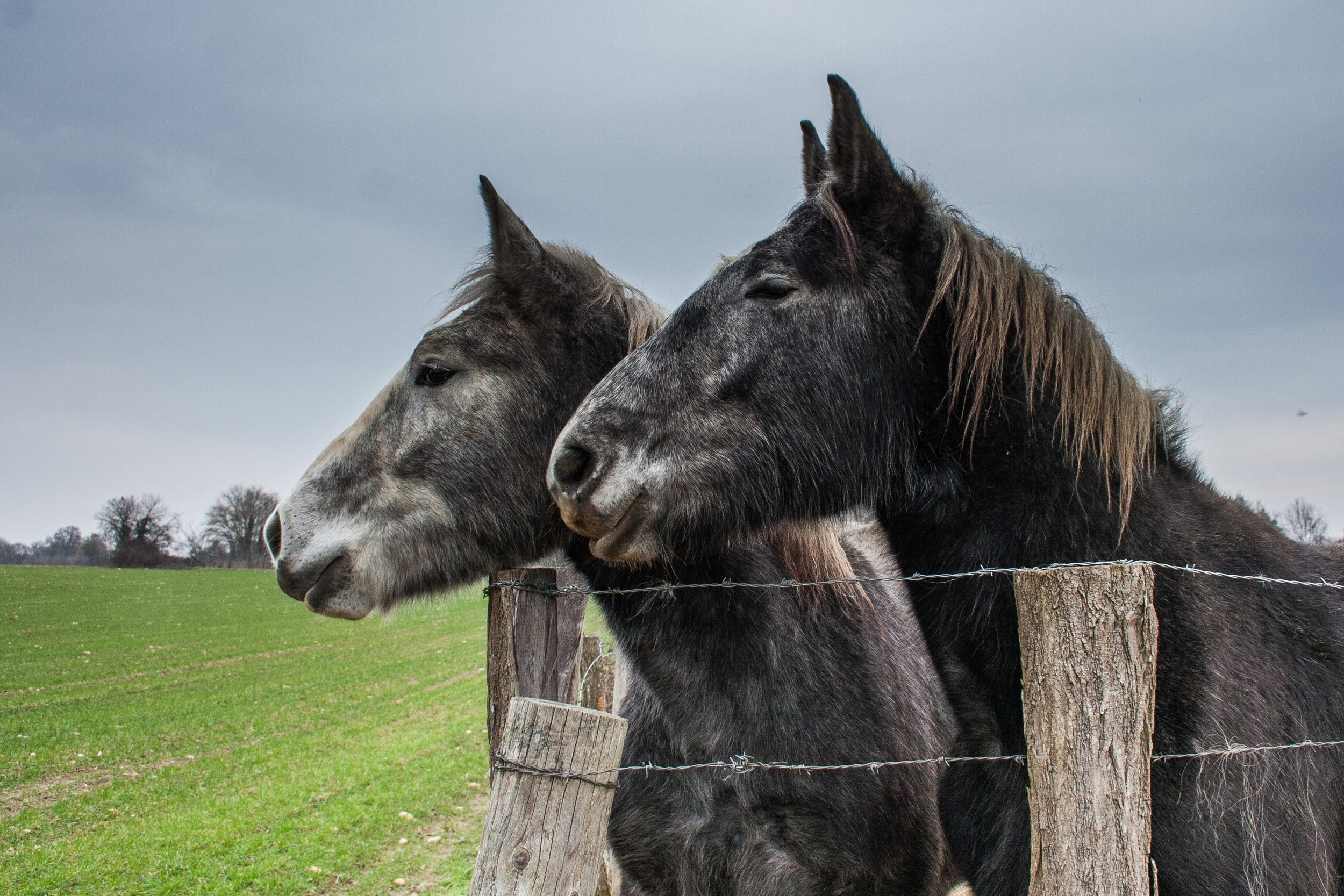 Fonds d'cran Animaux Chevaux La curiosit