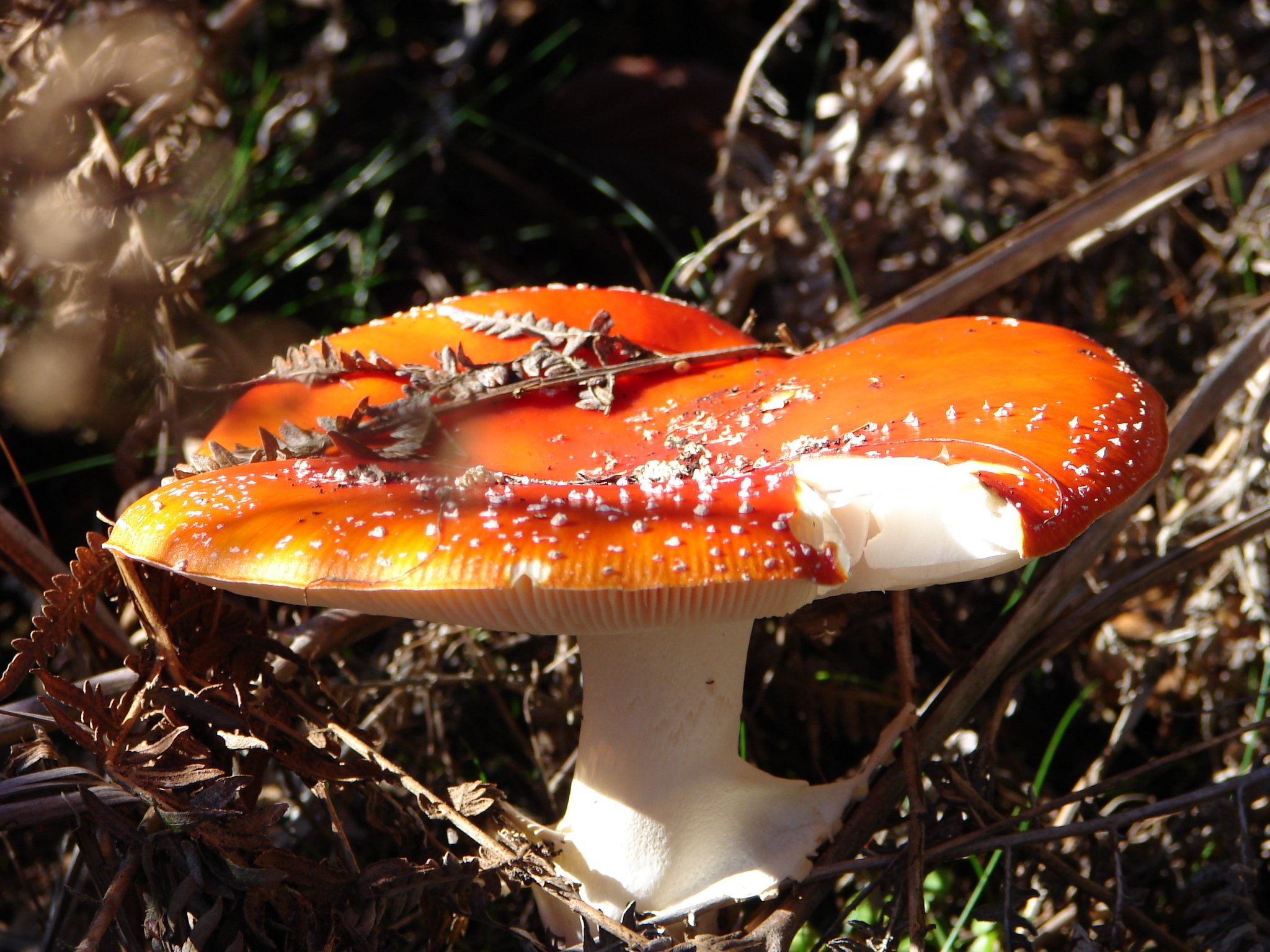 Fonds d'cran Nature Champignons amanite tue mouche