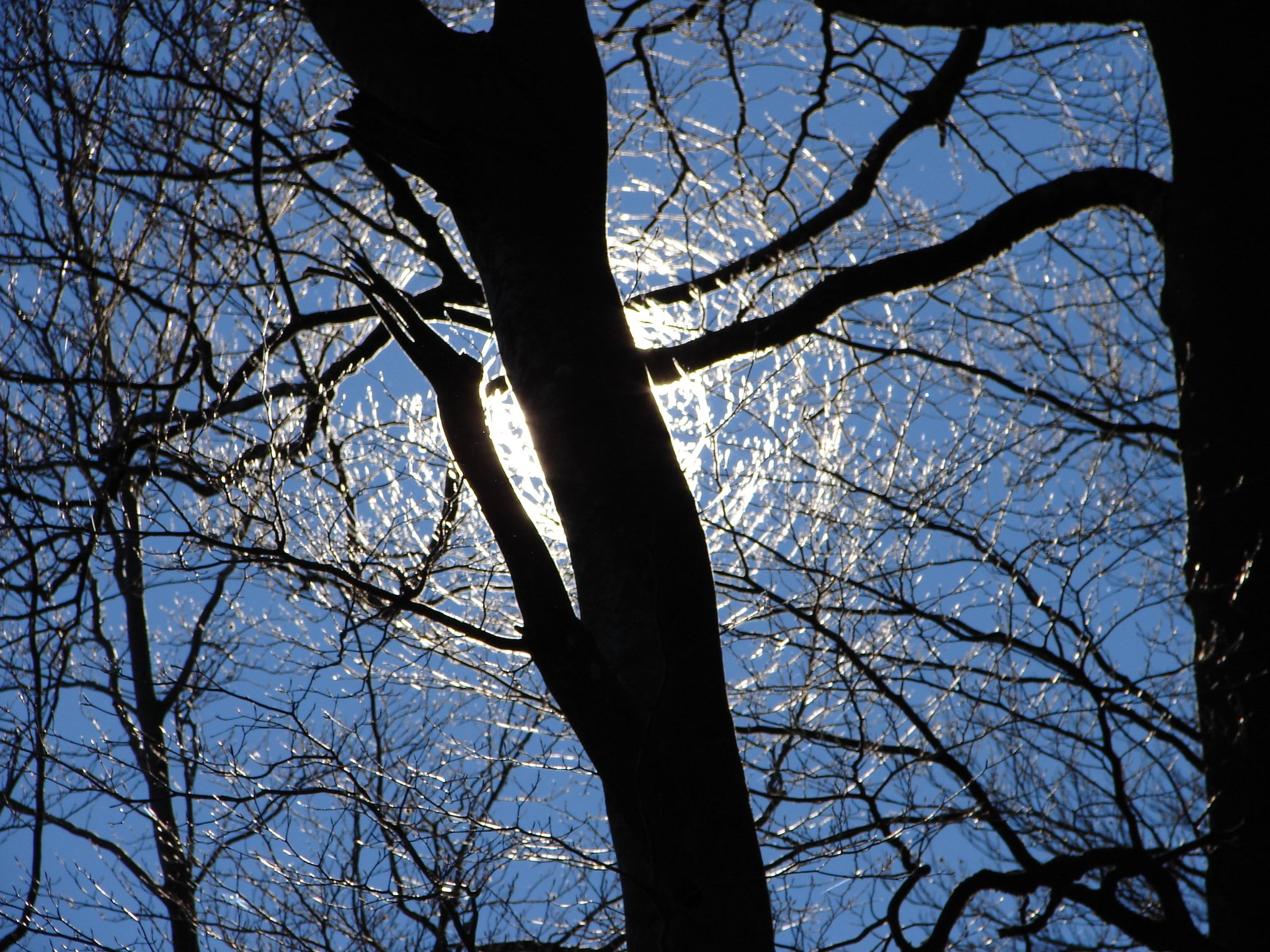 Fonds d'cran Nature Arbres - Forts 