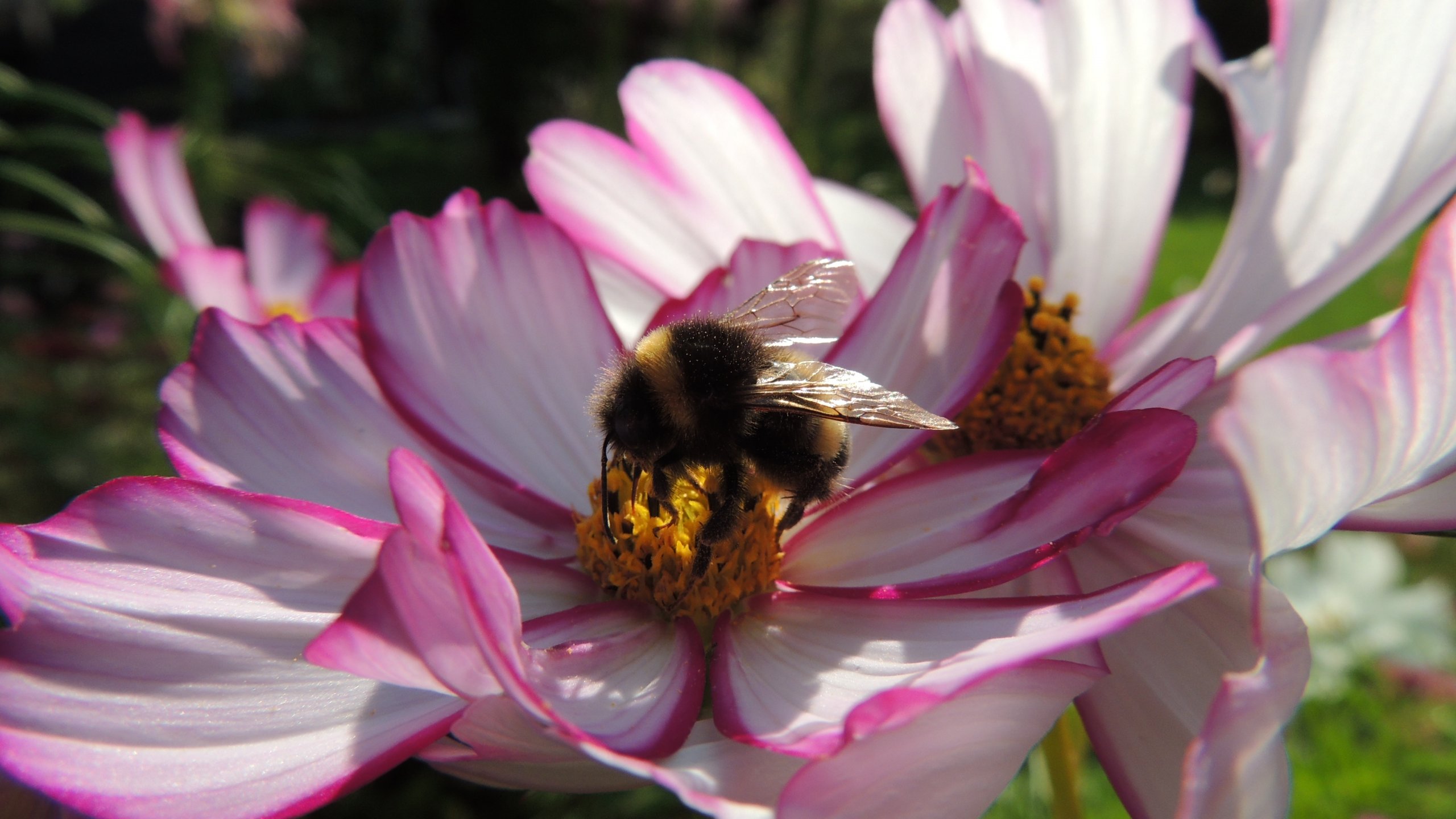 Wallpapers Animals Insects - Bees, Wasps Bourdon sur Cosmos