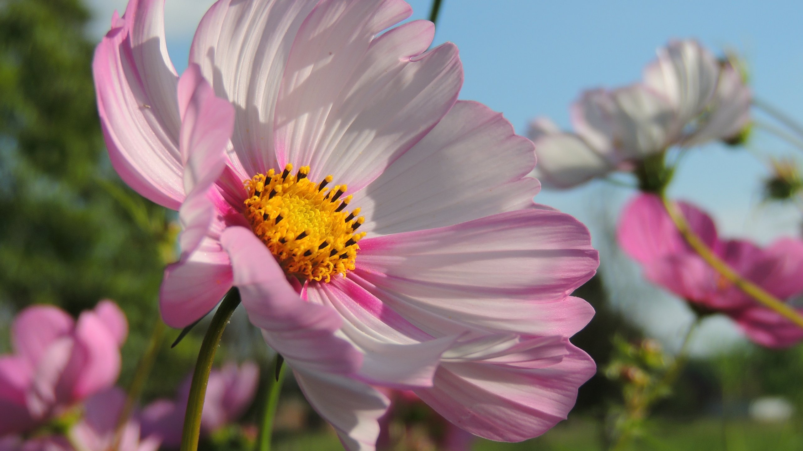 Fonds d'cran Nature Fleurs Fleurs Cosmos