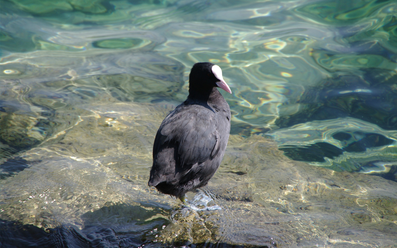 Fonds d'cran Animaux Oiseaux - Foulques foulque au lac leman