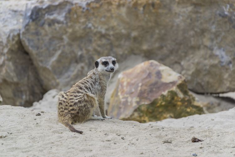 Fonds d'cran Animaux Lmuriens Wallpaper N313357