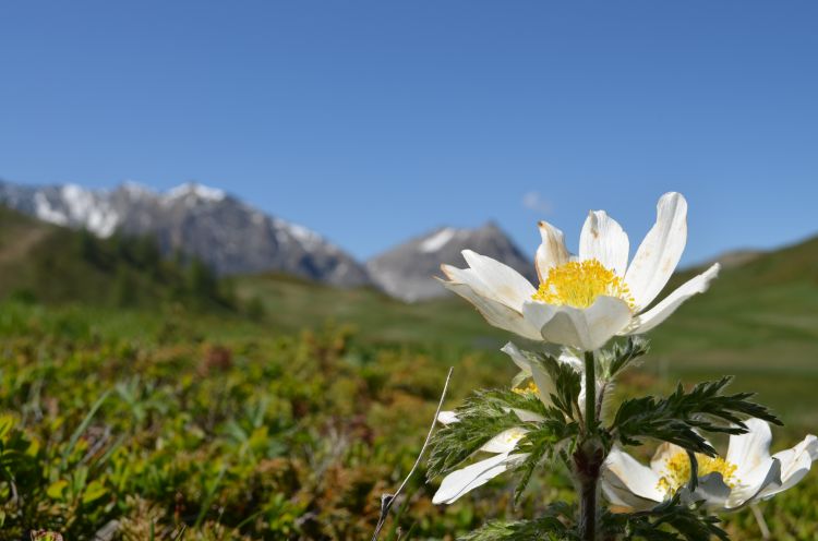 Fonds d'cran Nature Fleurs Pulsatil des alpes