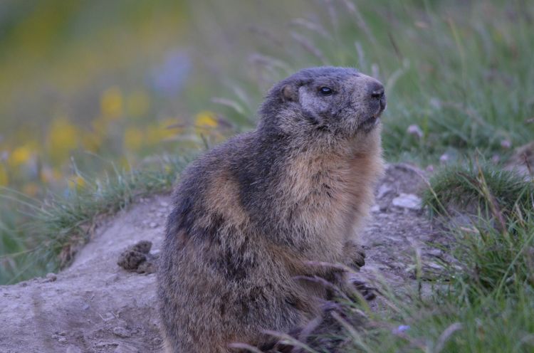 Fonds d'cran Animaux Marmottes Marmotte 