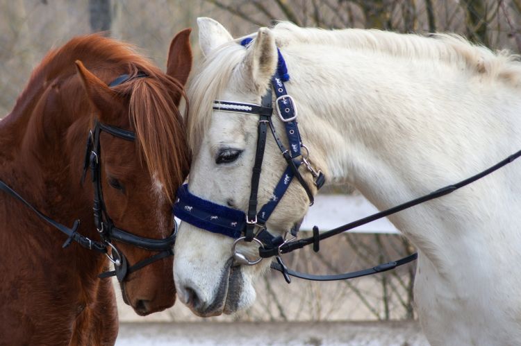 Fonds d'cran Animaux Chevaux La tendresse