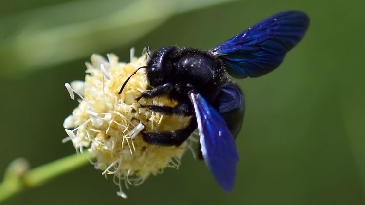 Fonds d'cran Animaux Insectes - Abeilles Gupes ... Abeille charpentière 